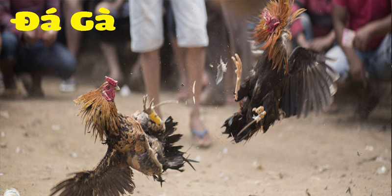 789BET - 789BET CASINO - NHÀ CÁI 789BET ĐÁ GÀ CỰA DAO 789BET - 789BET - 789BET CASINO - NHÀ CÁI 789BET